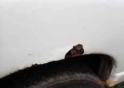 2008 DODGE RAM 2500 ST