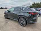 2025 LEXUS NX 250