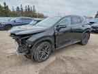 2025 LEXUS NX 250