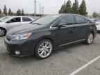 2010 LEXUS HS 250h