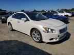 2013 NISSAN Maxima