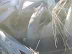 2004 TOYOTA Sequoia