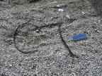1984 TOYOTA Pickup